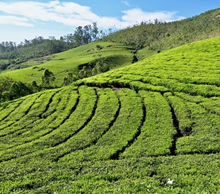 Ooty