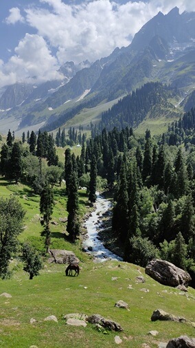 kashmir h